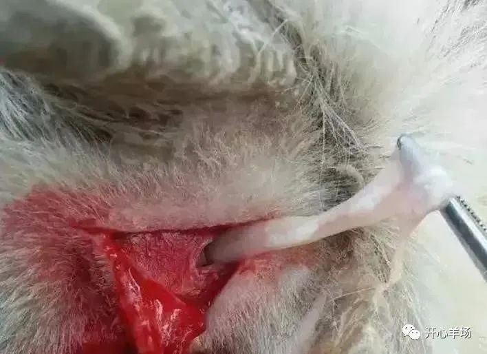 羊脑包虫解决方案