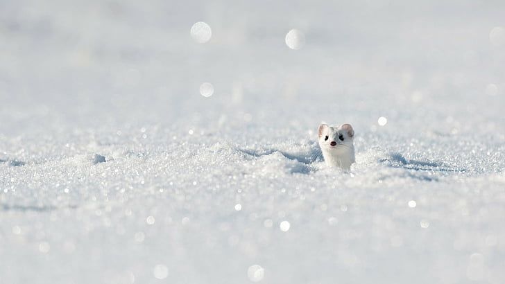 雪地精灵,最萌捕手,这个小家伙就是动物界的颜值担当!