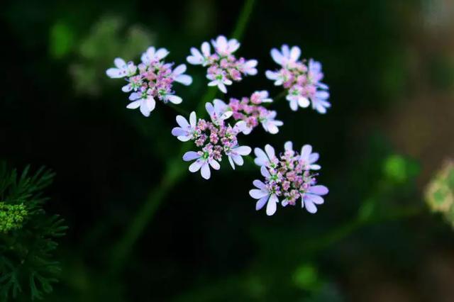 郁香简谱_儿歌简谱(2)