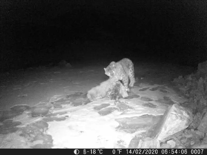 西宁首次捕捉到国家一级保护动物雪豹的踪迹