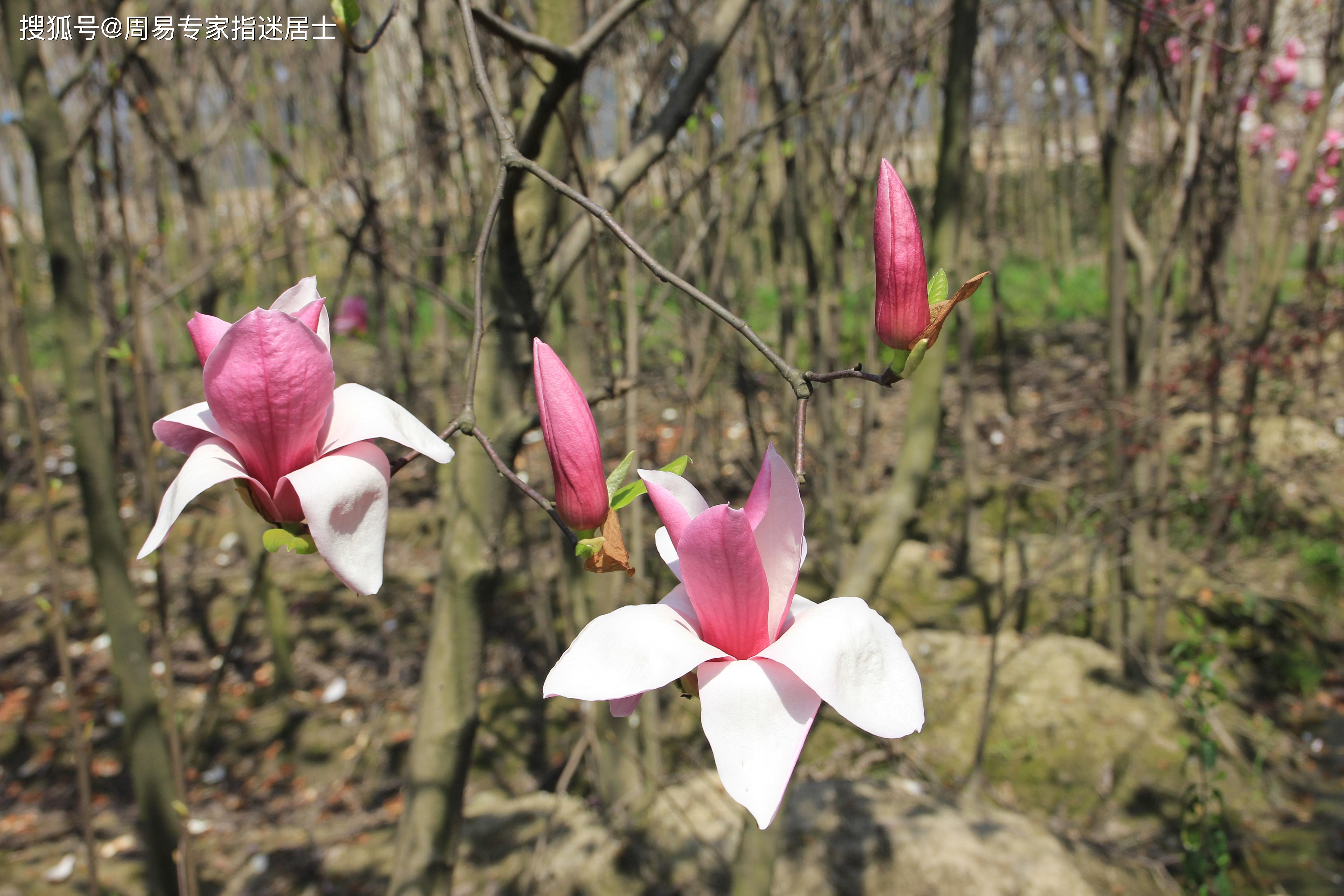 2020年8月20生肖运势排名_2020年8月20日十二生肖运势解析