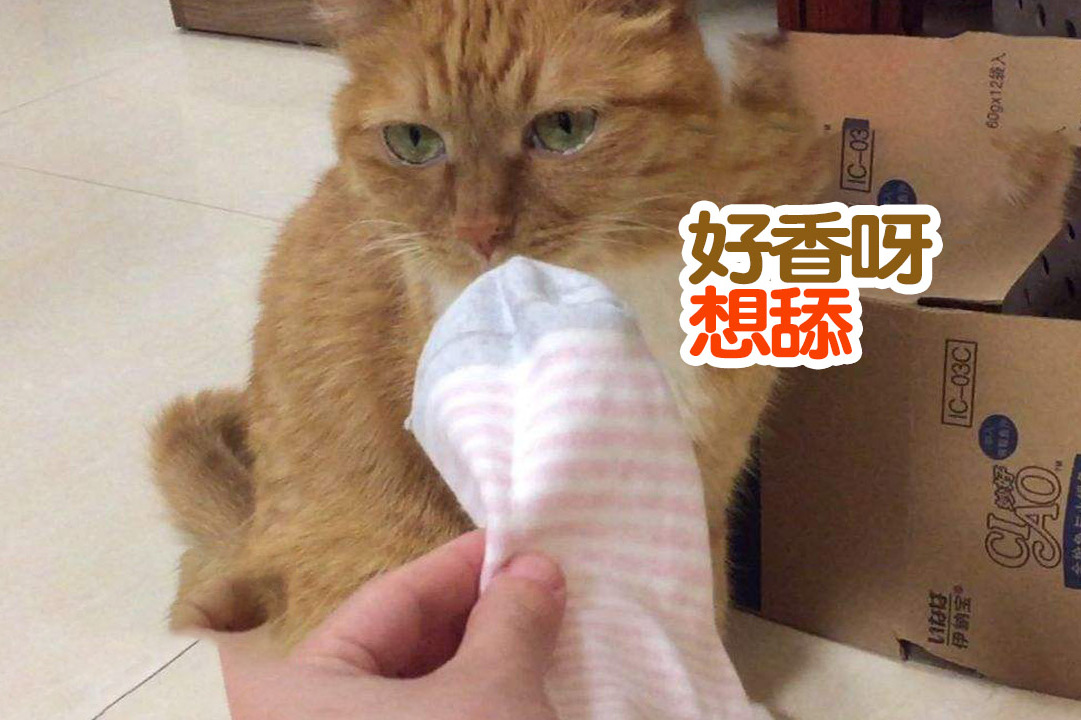 在线急求家里的猫咪被我的臭袜子熏死过去了有办法救吗