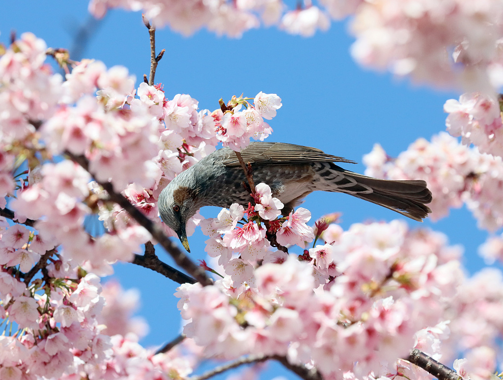 樱花盛放娇嫩艳丽 鸟儿枝头来赏花 上野