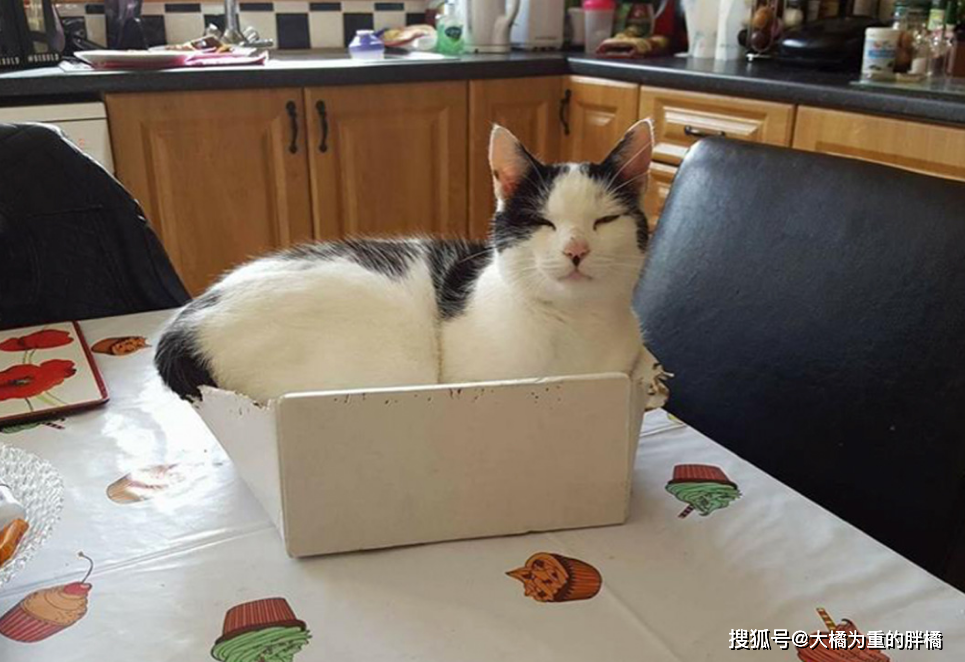 猫咪害怕主人的表现和症状 94cf7b20c9354923b3f81fa315b1becb.png