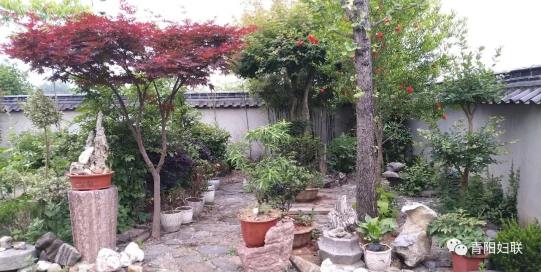 美丽庭院,乡村最美音符——精彩乔木!