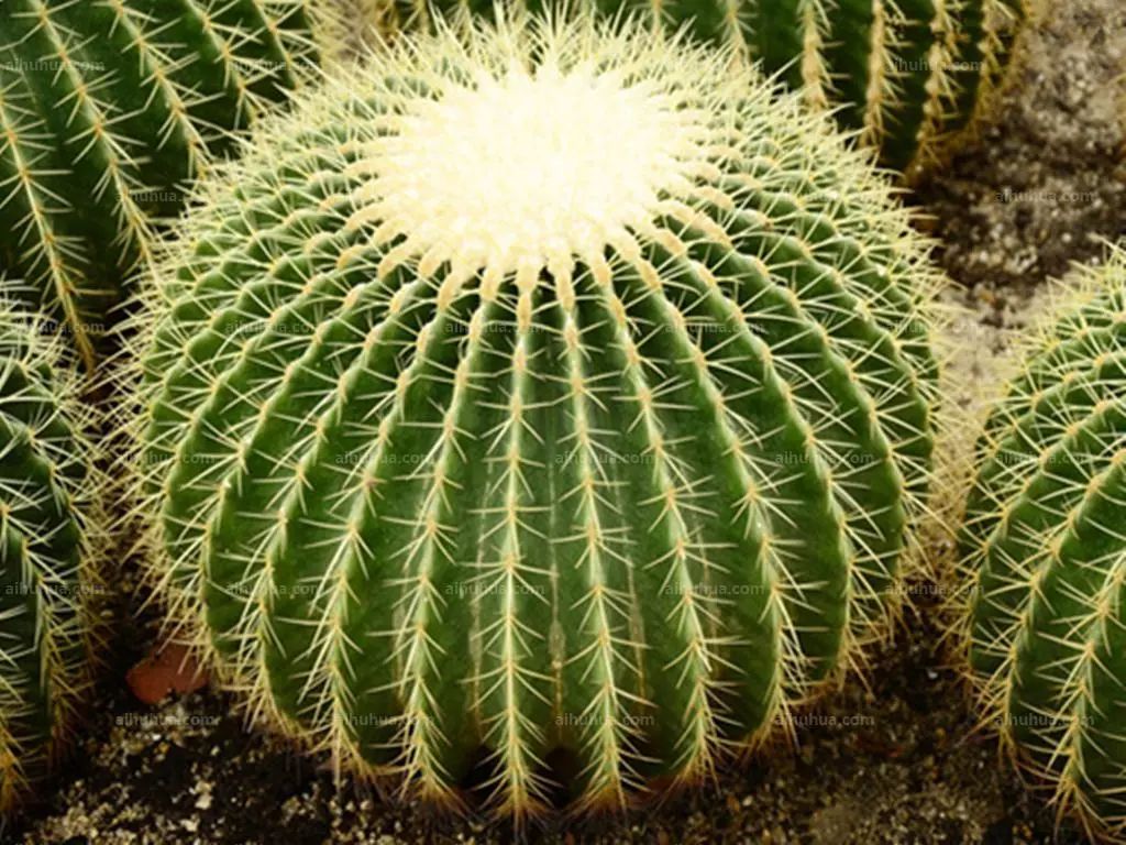 江守玉ferocactus emoryi (engelm.