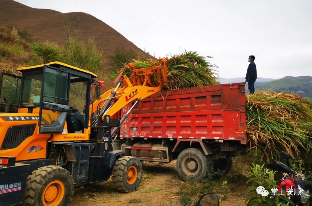 关岭金龙村:皇竹草收割忙,群众收入有保障