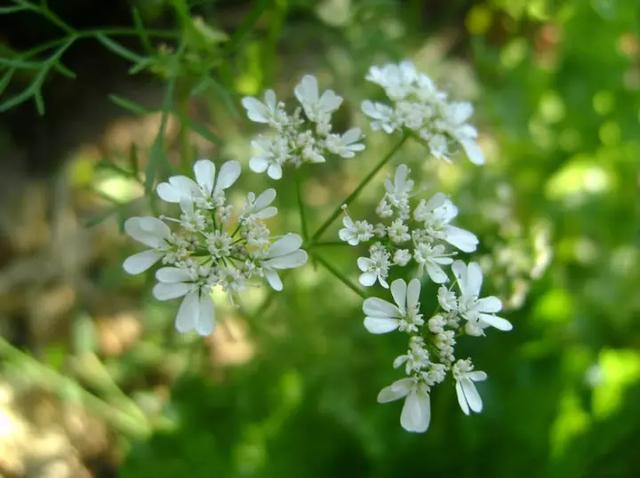 吃过香菜你见过香菜花吗