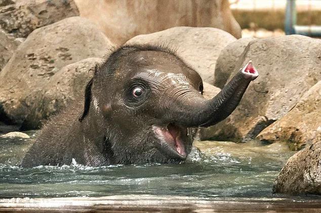 我的心被治愈了100遍！动物的微笑，萌翻了！