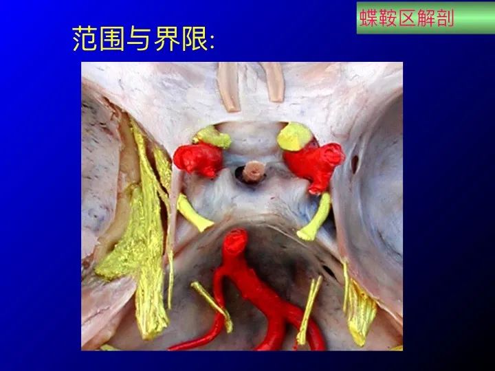 实用课件鞍区解剖资料