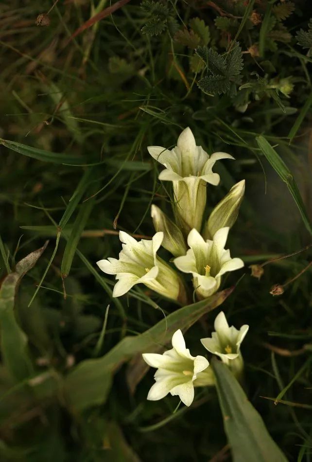 秦艽(麻花艽 gentiana straminea)虎杖(虎杖 reynoutria japonica)