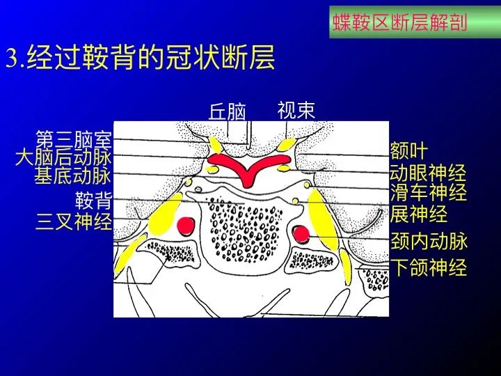 实用课件| 鞍区解剖资料