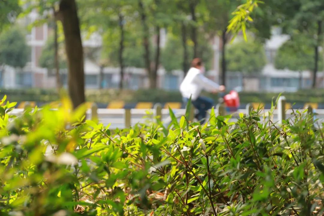 映像青白江 | 初春邂逅阳光白云,"青白江蓝"美得不像样