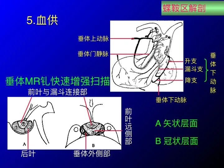 实用课件| 鞍区解剖资料