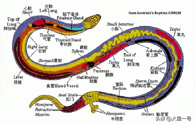 打蛇为什么说打七寸为什么不打头把头打烂既没毒牙又安全