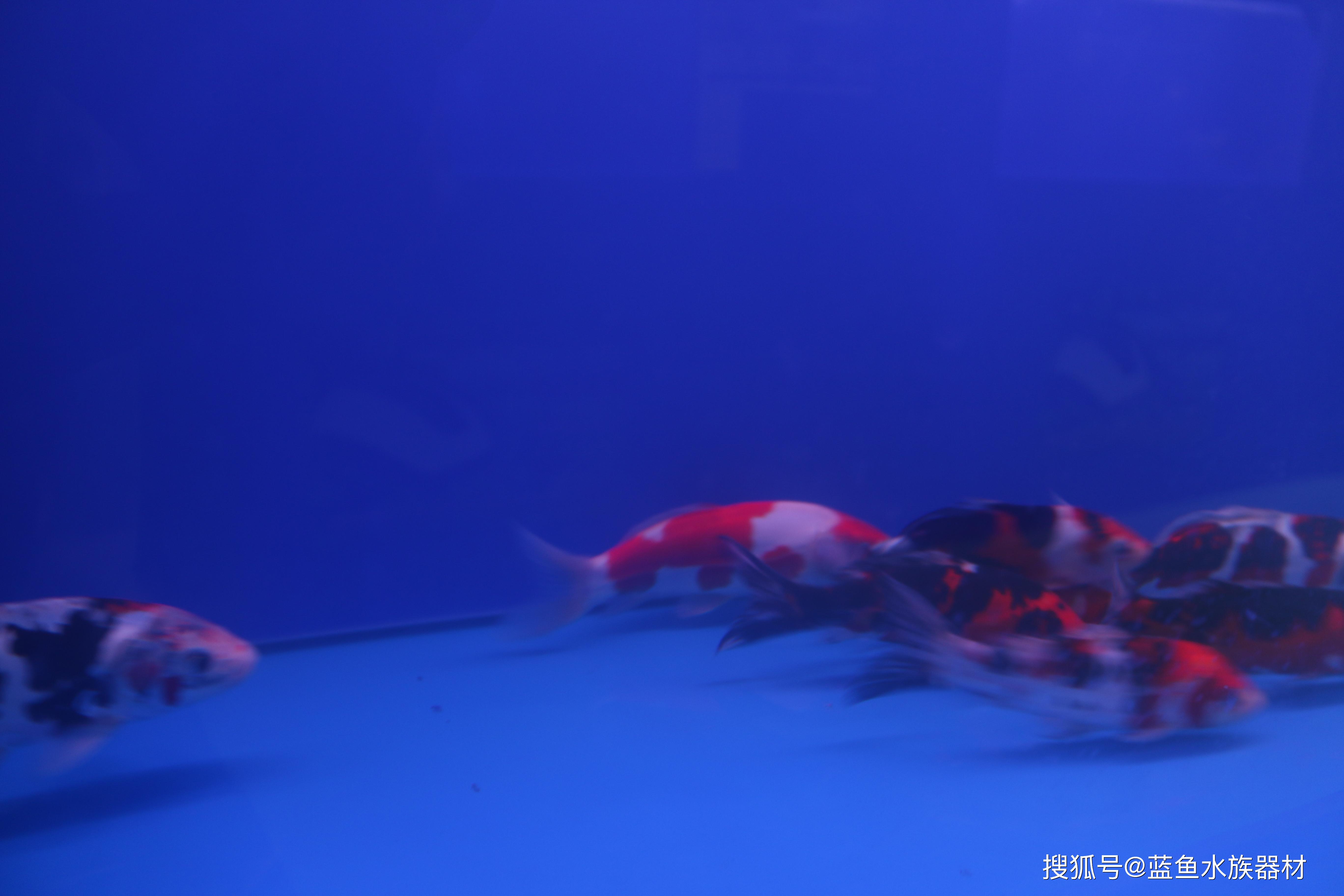 德国锦鲤并非是原产自德国的锦鲤