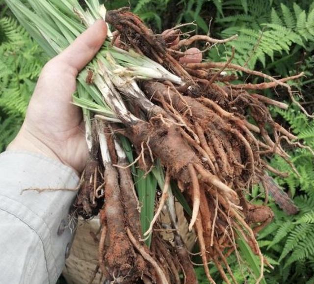 在农田里有1种草根茎粗壮叶片美人称仙茅珍贵