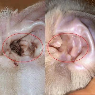 狗耳朵发炎流脓怎么办