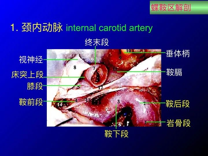 实用课件鞍区解剖资料