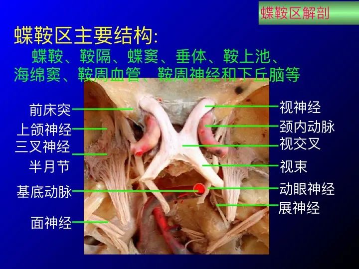 实用课件| 鞍区解剖资料