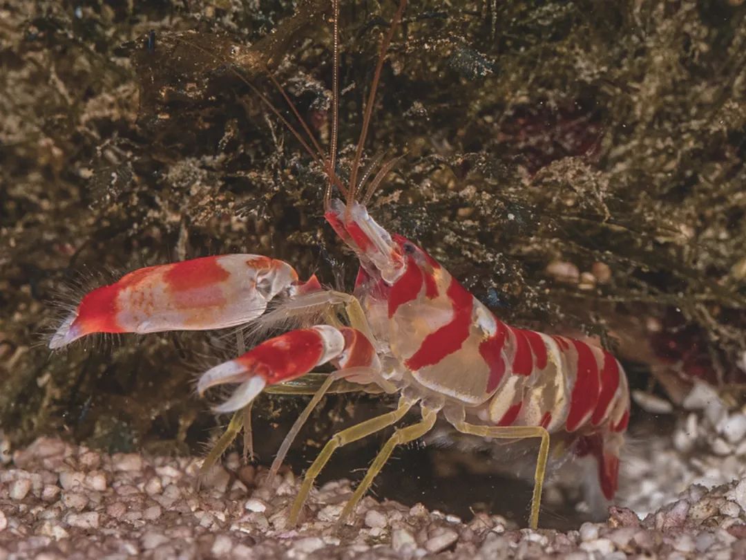 枪虾 |别名:共生虾,卡搭虾,鼓虾英文名:pistol shrimp生物大类:节肢