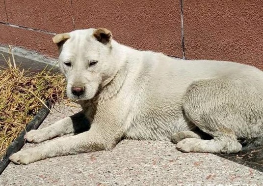 国犬中的丛林四大"捕快",笔尾灰犬面临绝种,急待拯救