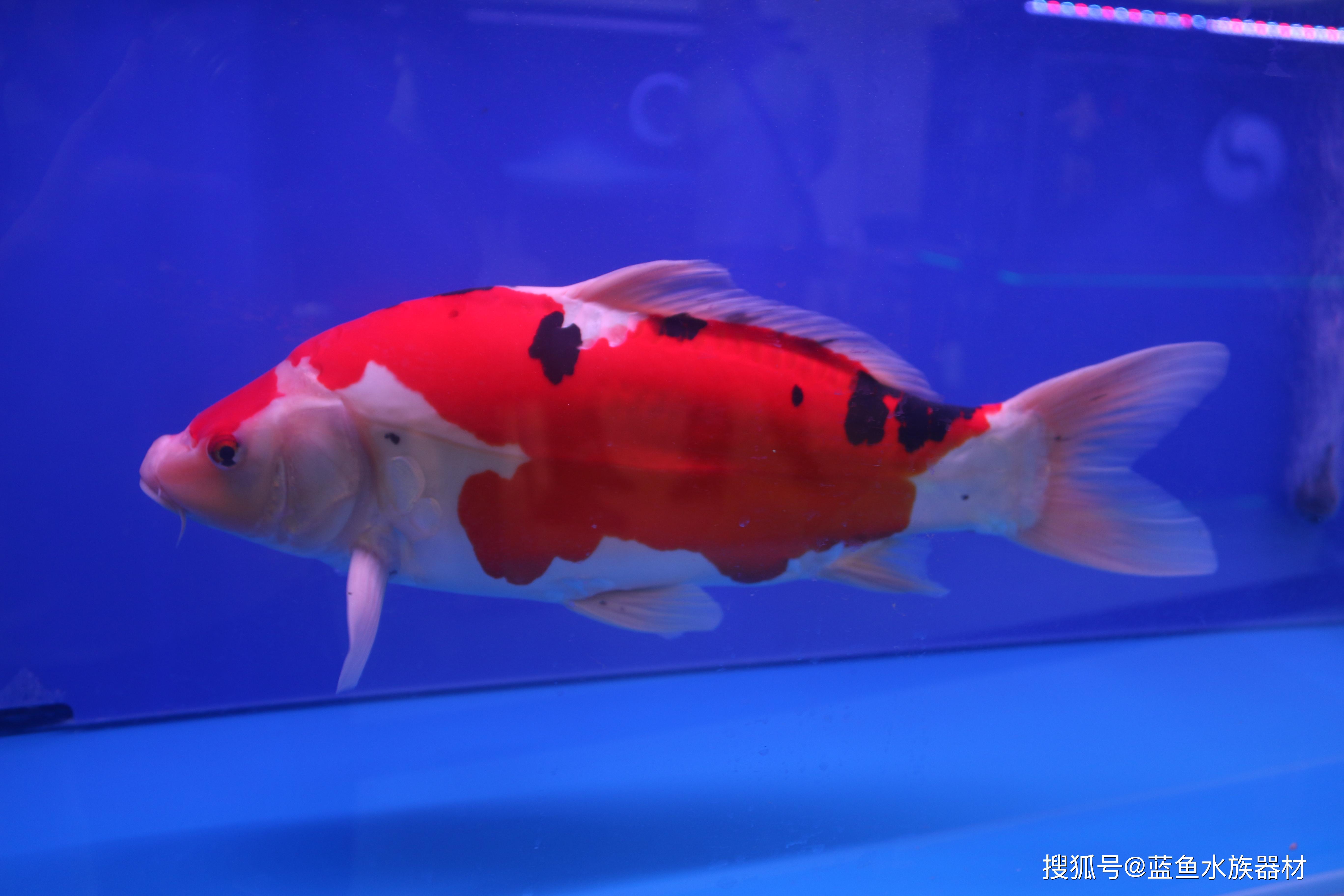 蓝鱼水族器材的个人展示页