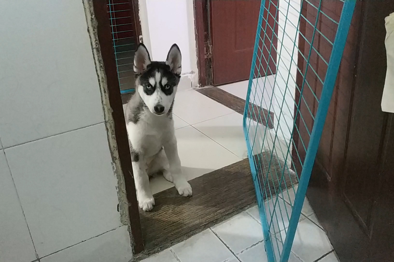 小黑小黄的幸福狗生
