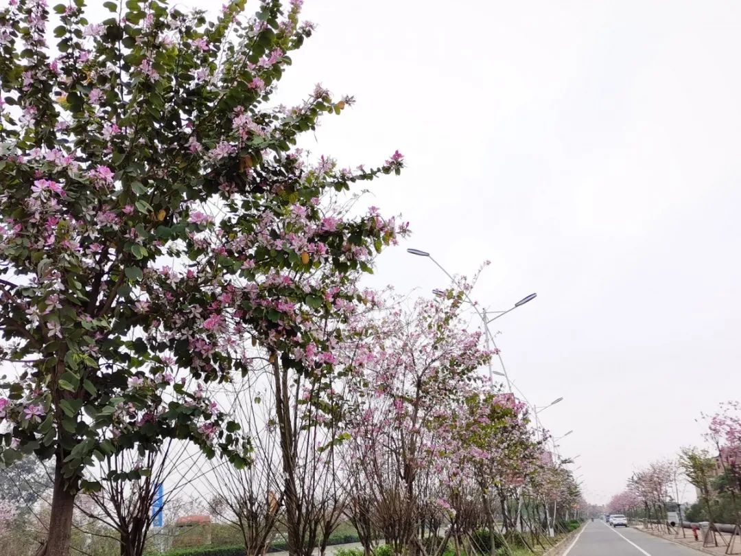 温馨提醒下 洋紫荆的花期是  3月中旬到4月中旬 想要赏洋紫荆的小