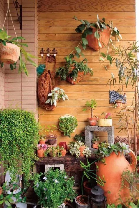 阳台种什么植物好看又耐看 0b6c2165a6ae4e3e80efb86c20725a93.jpeg