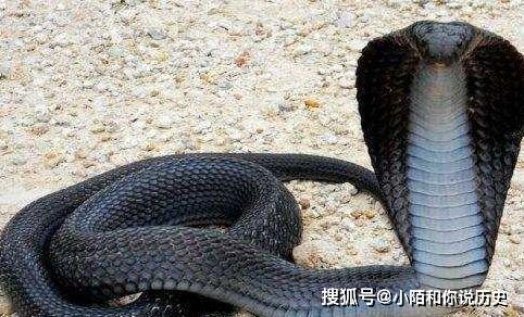 世界10大最致命的毒蛇 第一名竟然也生活在中国 有点可怕