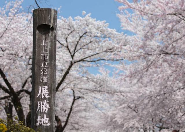 原创2公尺长的樱花隧道秘境日本东北岩手县的北上展胜地樱花祭