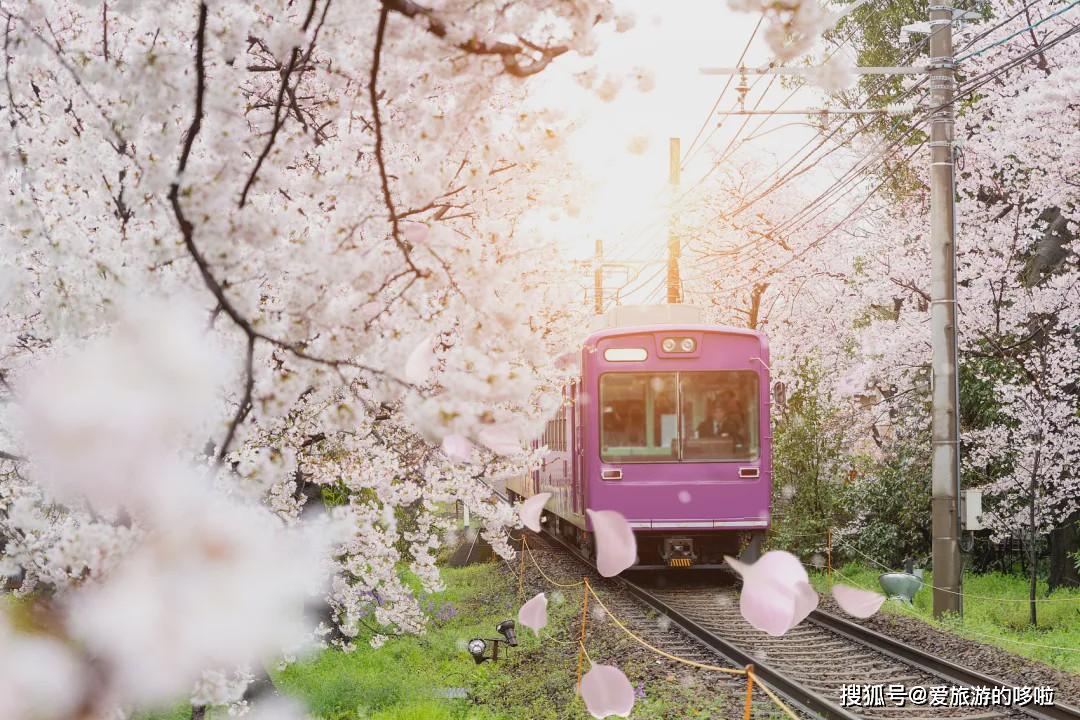 三月樱花漫枝头你负责宅家我带你赏花