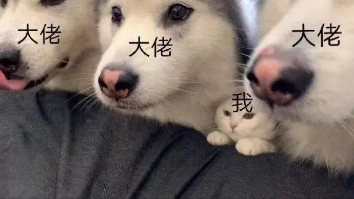 25句快乐源泉沙雕朋友圈文案,不好笑不要钱!