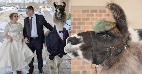 美国男子带羊驼参加妹妹婚礼只因五年前一句玩笑
