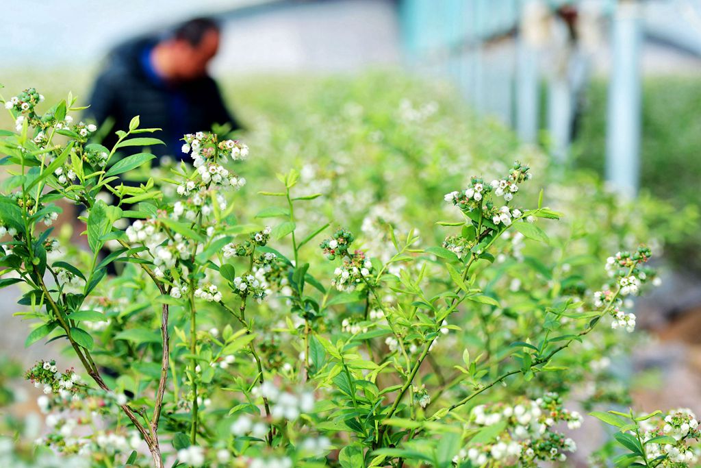 春暖花开,蓝莓花开嫩果初长,疫情过后迎来丰收果