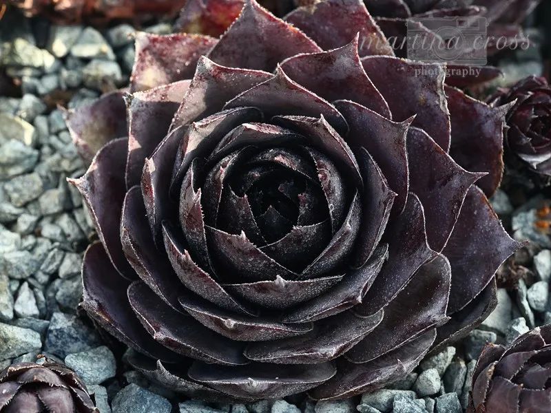 sempervivum"dark beauty":黑美人 ▼