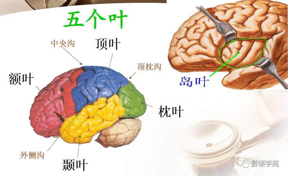 中央沟顶枕沟外侧裂基底节(基底节区)是大脑的中心灰质核团,包括杏仁