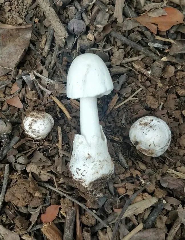 韶关人注意千万别吃这种白蘑菇已有多人中毒