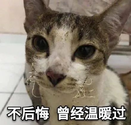 猫生艰难，总有刁民想害朕！