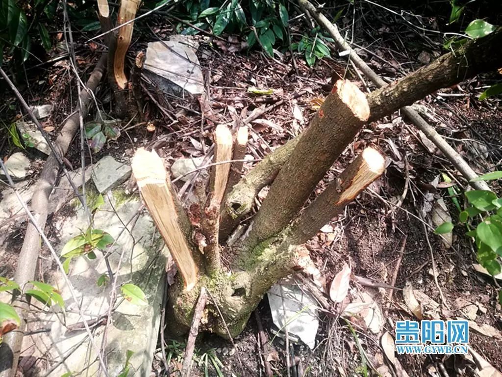 网络问政丨河滨公园至今仍未复绿·乌当区阿栗村