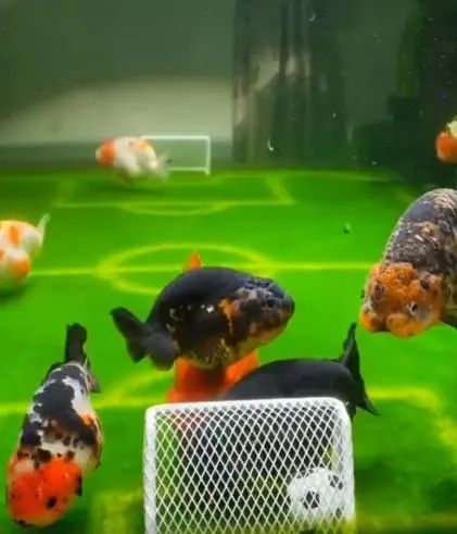 飼主把魚缸變足球場，每天看魚踢球，網友：踢得不錯啊 寵物 第3張