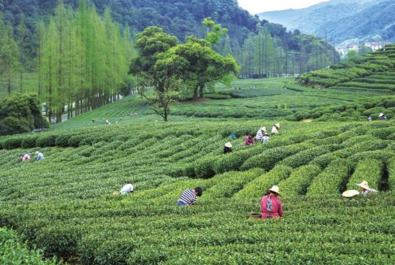 茶农在西湖龙井茶园中采茶 龙井43