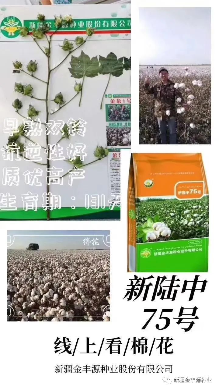 棉农选择棉花种子应注意的五个问题