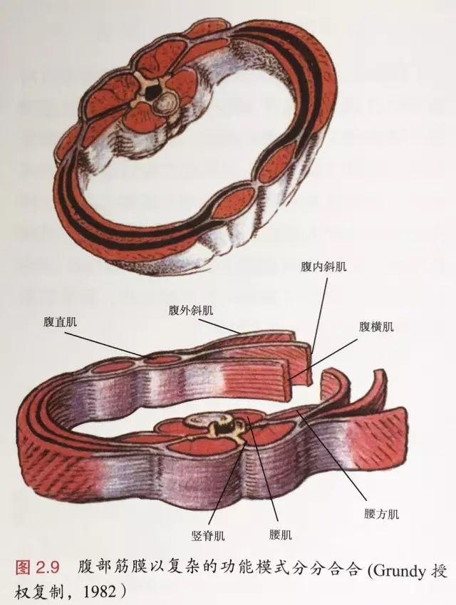 例如,腹部肌肉的筋膜层源自腰椎横突,在外侧缝(later raphe)处分为腹