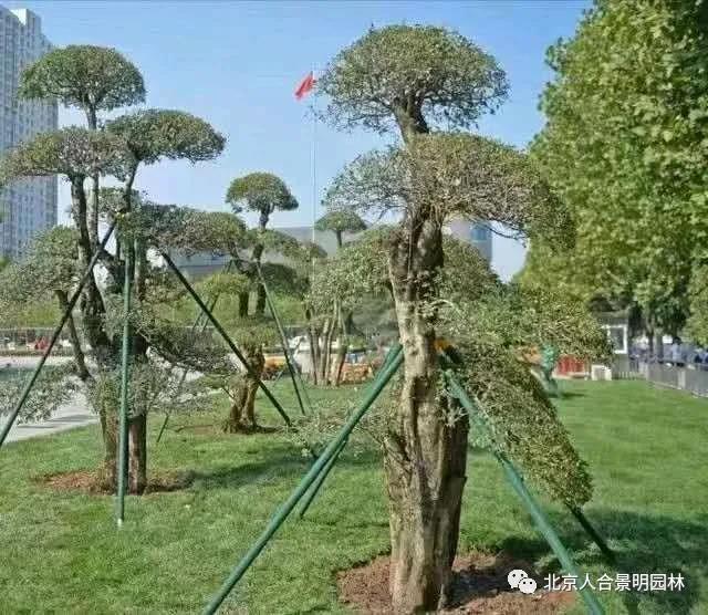 扮靓城市风景的特色植物——对节白蜡造型树
