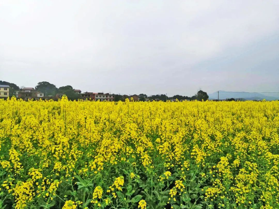 萍乡这里的油菜花盛开一望无际 不是莲花更不是排上!