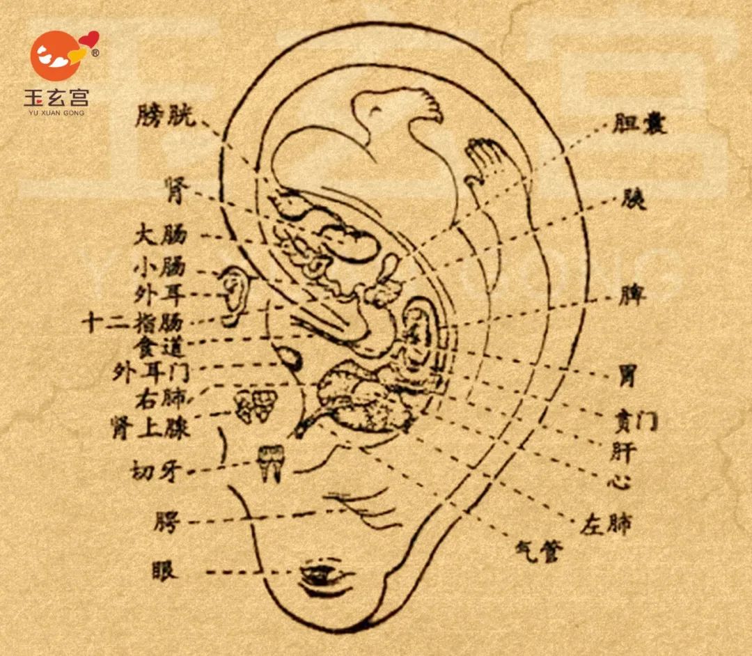 9 坚持耳部按摩 耳朵各部位及49个穴位与五脏六腑联系密切,按摩耳廓