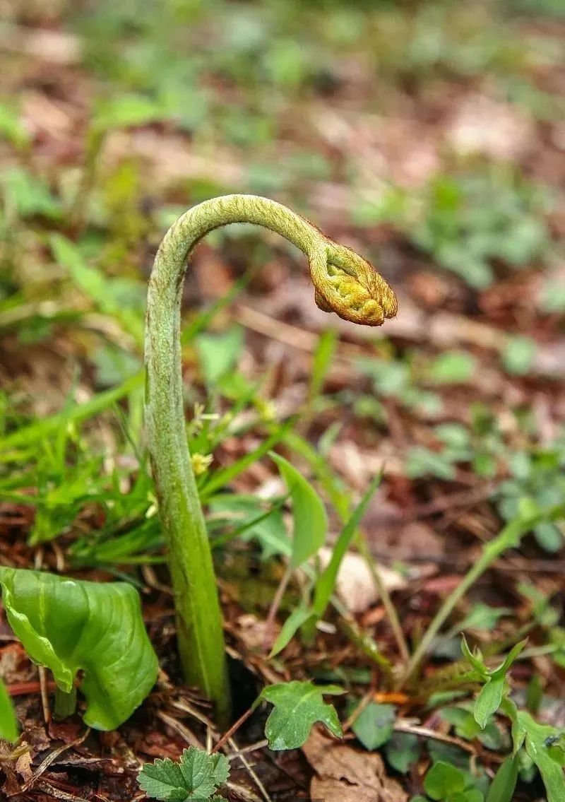 晓雨旋添山蕨菜 春风又上海棠枝