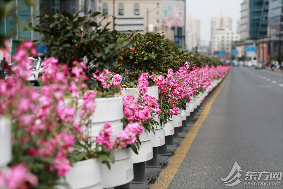 上海:路边的花儿开了 春来一路繁花似锦